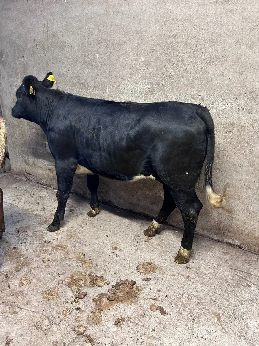 Heifers - Image 1