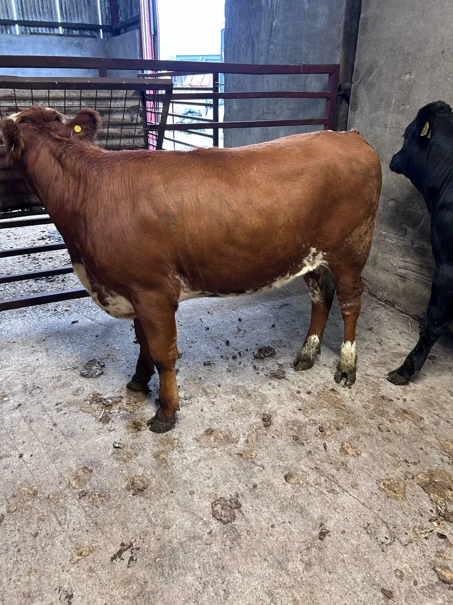 Heifers - Image 2
