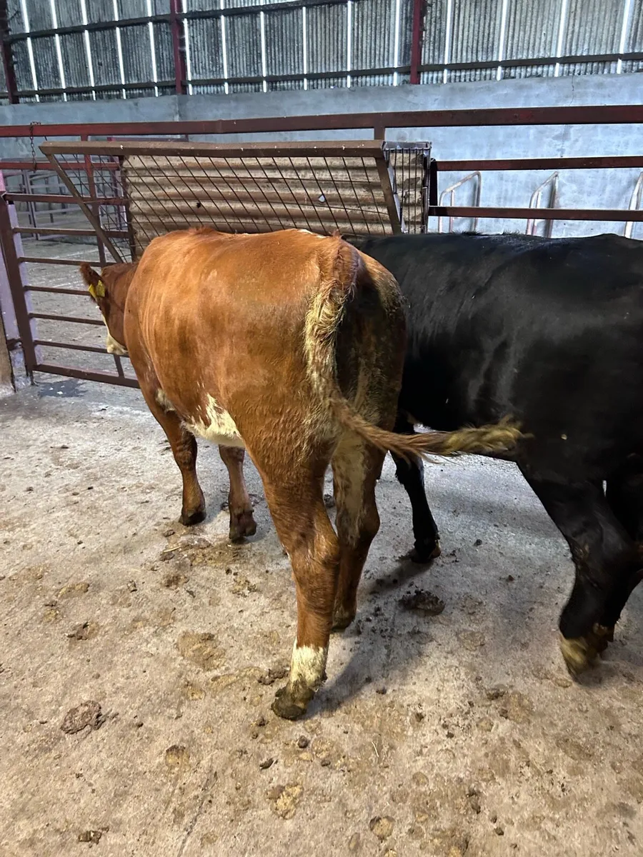 Heifers - Image 3