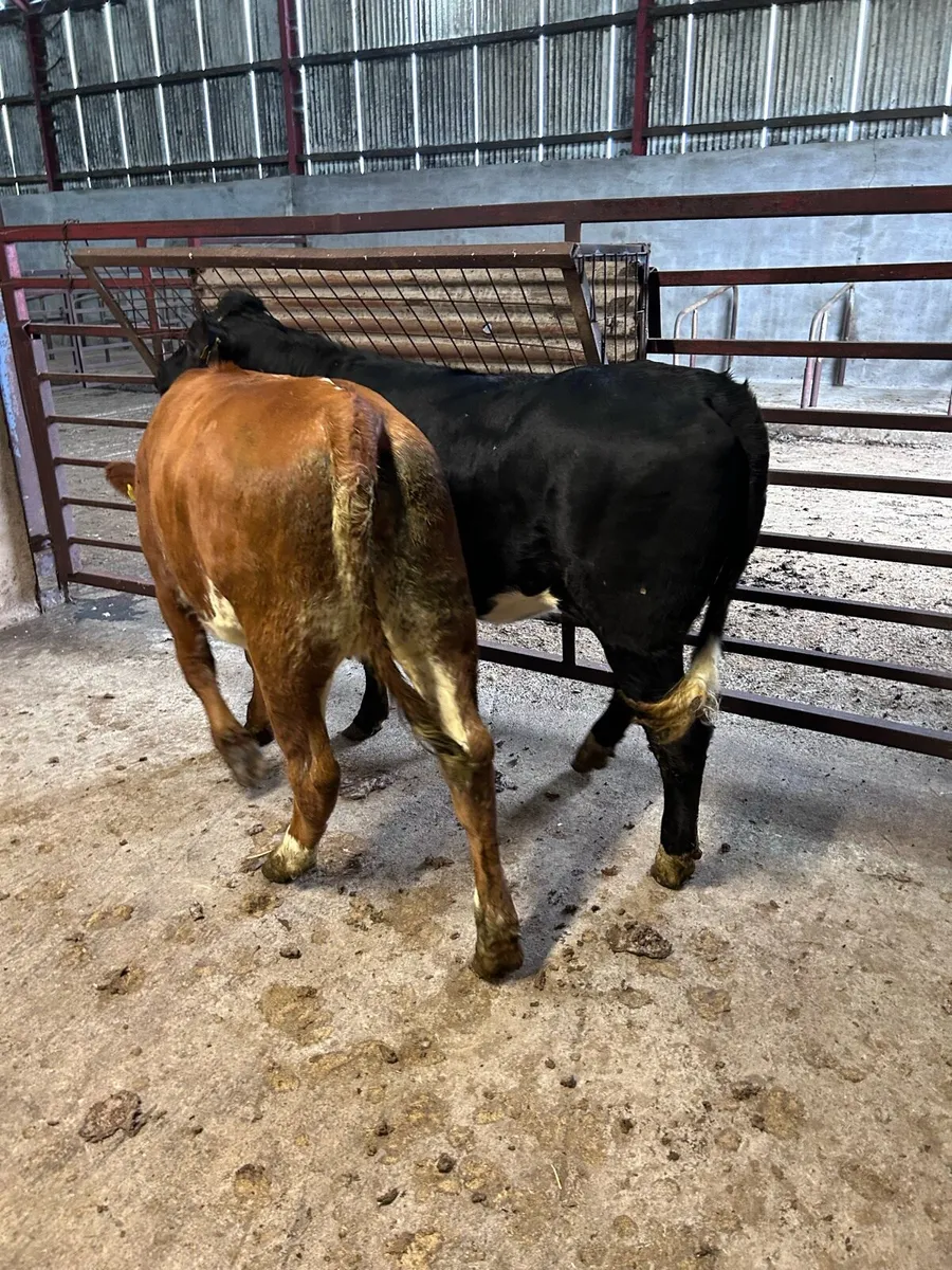 Heifers - Image 4