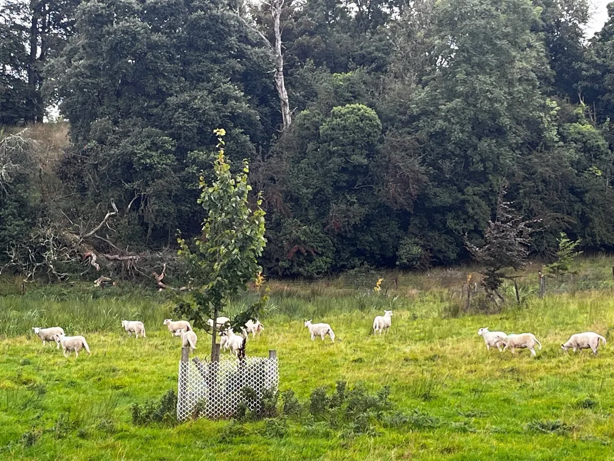Easycare Organic Ewe Lambs - Image 2