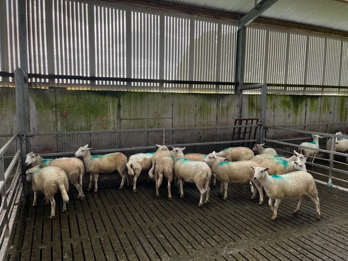 Easycare Organic Ewe Lambs - Image 1