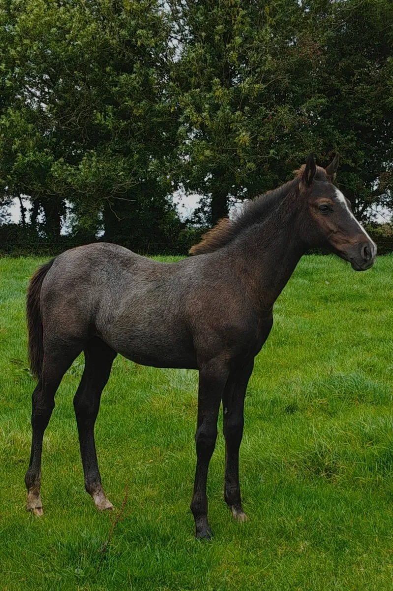 KMS Denver x VDL Douglas colt foal - Image 1
