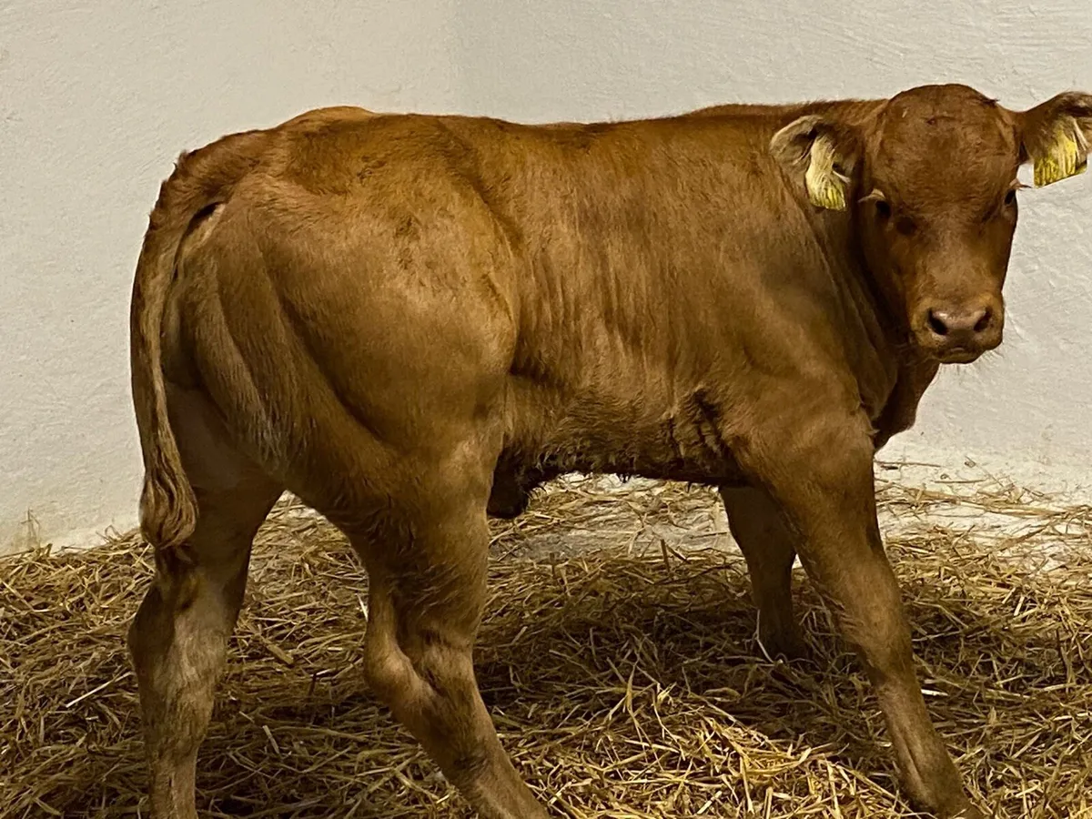 Super U Grade Suckler Bred Heifer Calves - Image 1