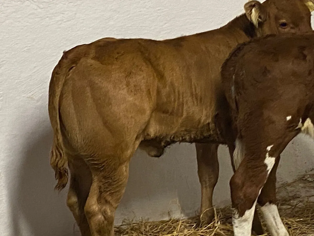 Super U Grade Suckler Bred Heifer Calves - Image 2