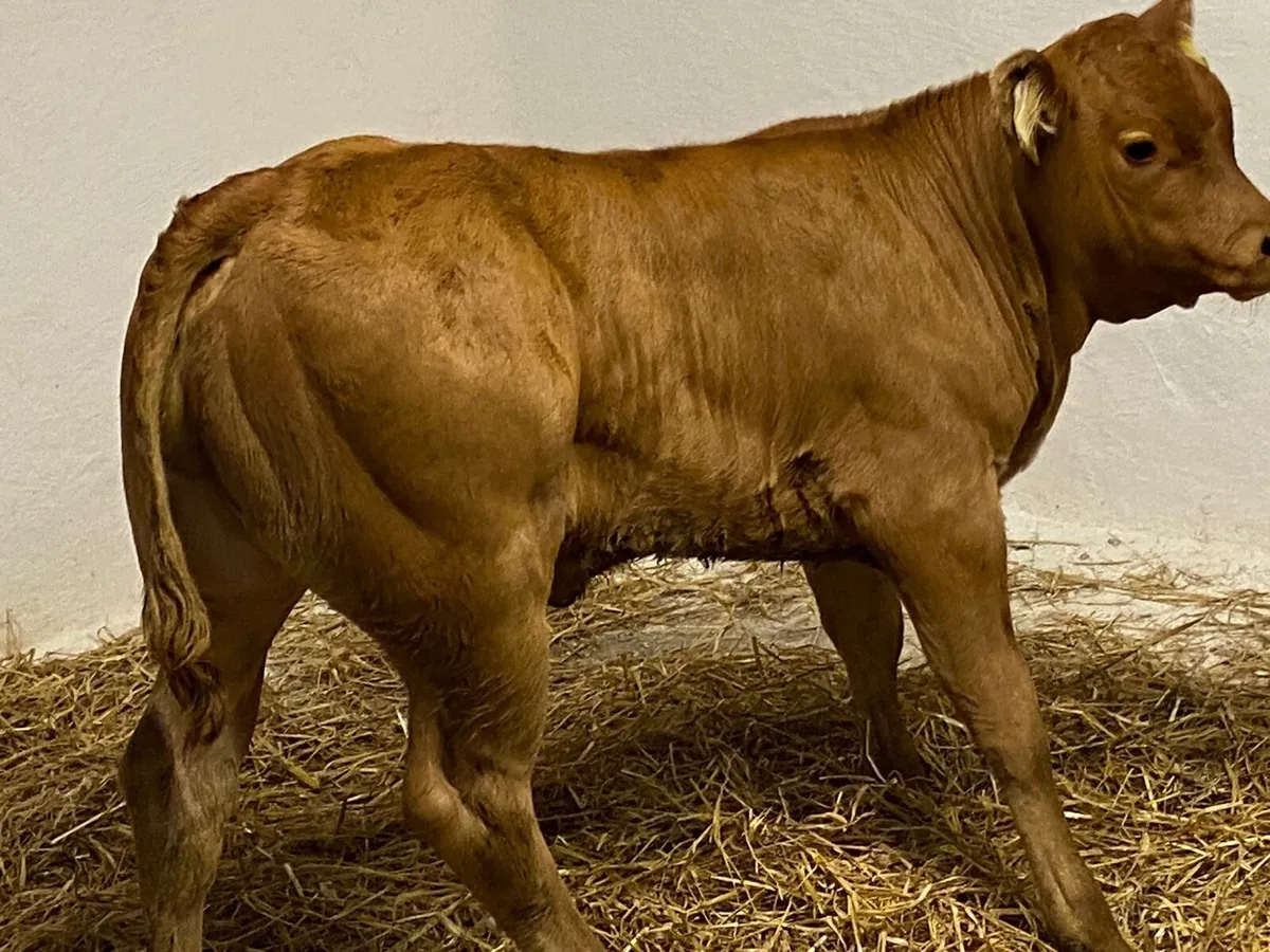 Super U Grade Suckler Bred Heifer Calves - Image 4