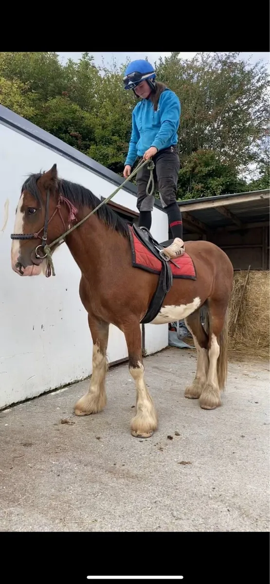 horse - Image 1
