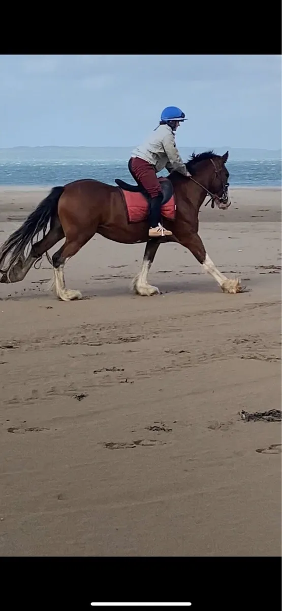 horse - Image 2