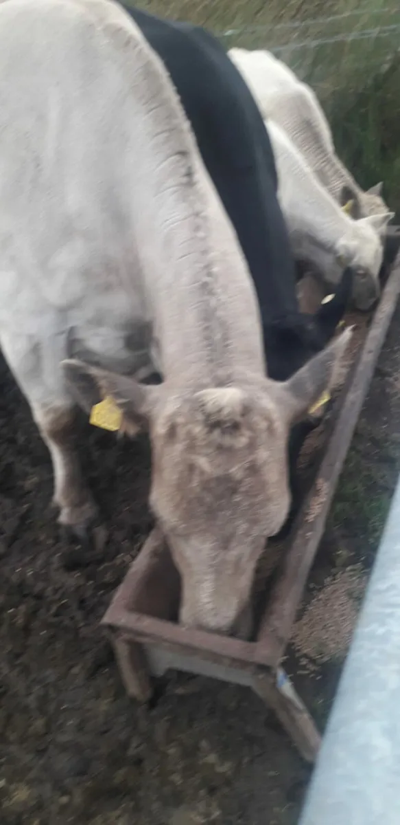Cow and twin calfs - Image 2