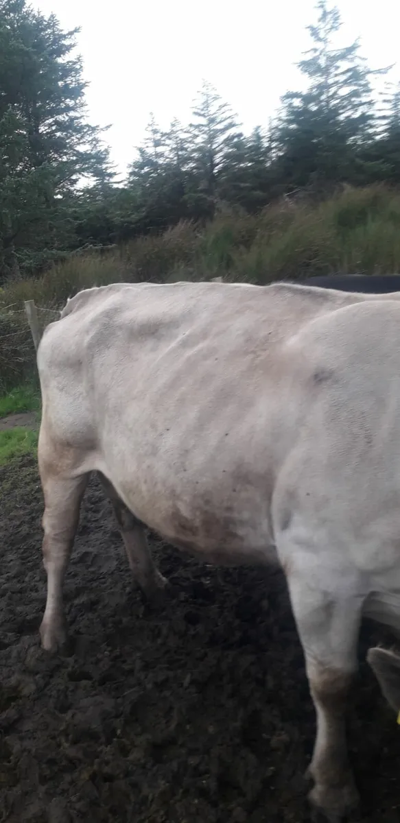 Cow and twin calfs - Image 3