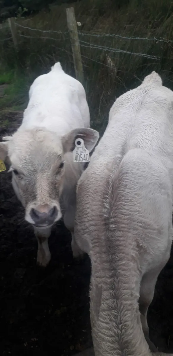 Cow and twin calfs - Image 4