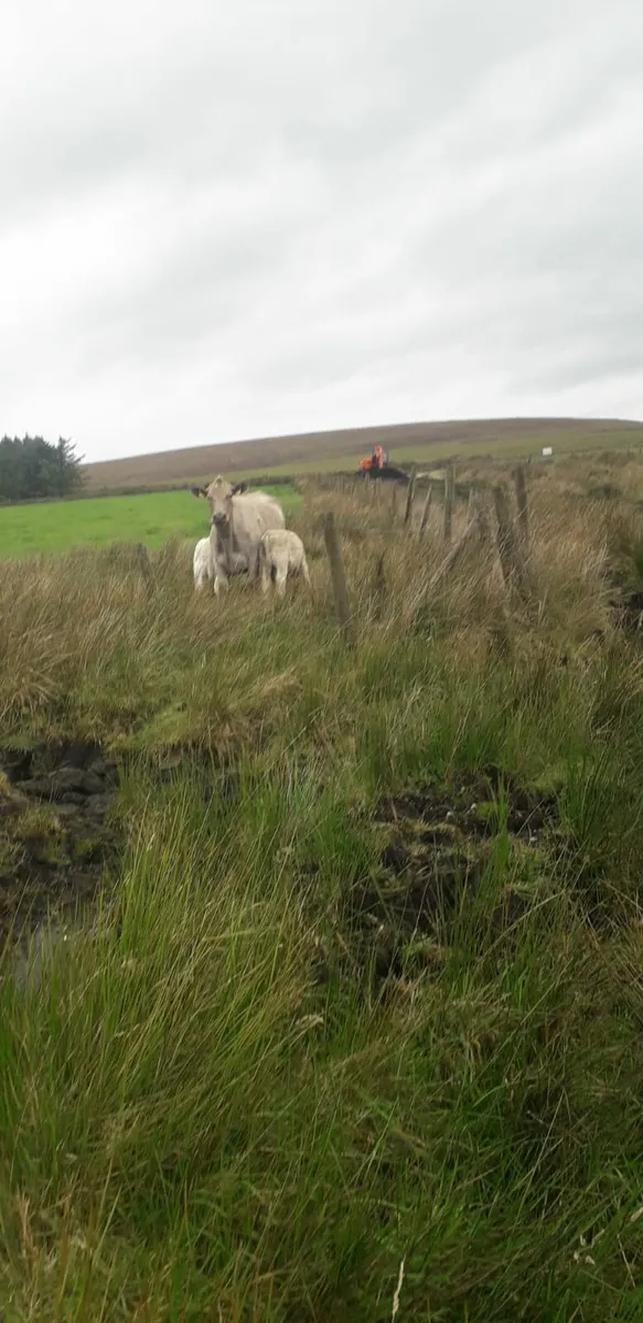 Cow and twin calfs - Image 1