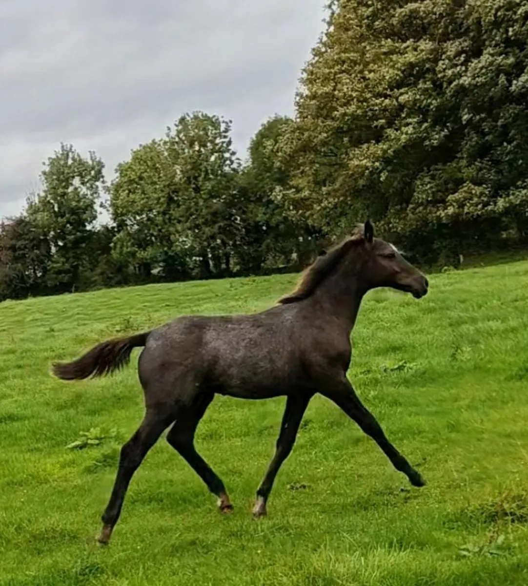 KMS Denver x VDL Douglas colt foal - Image 3