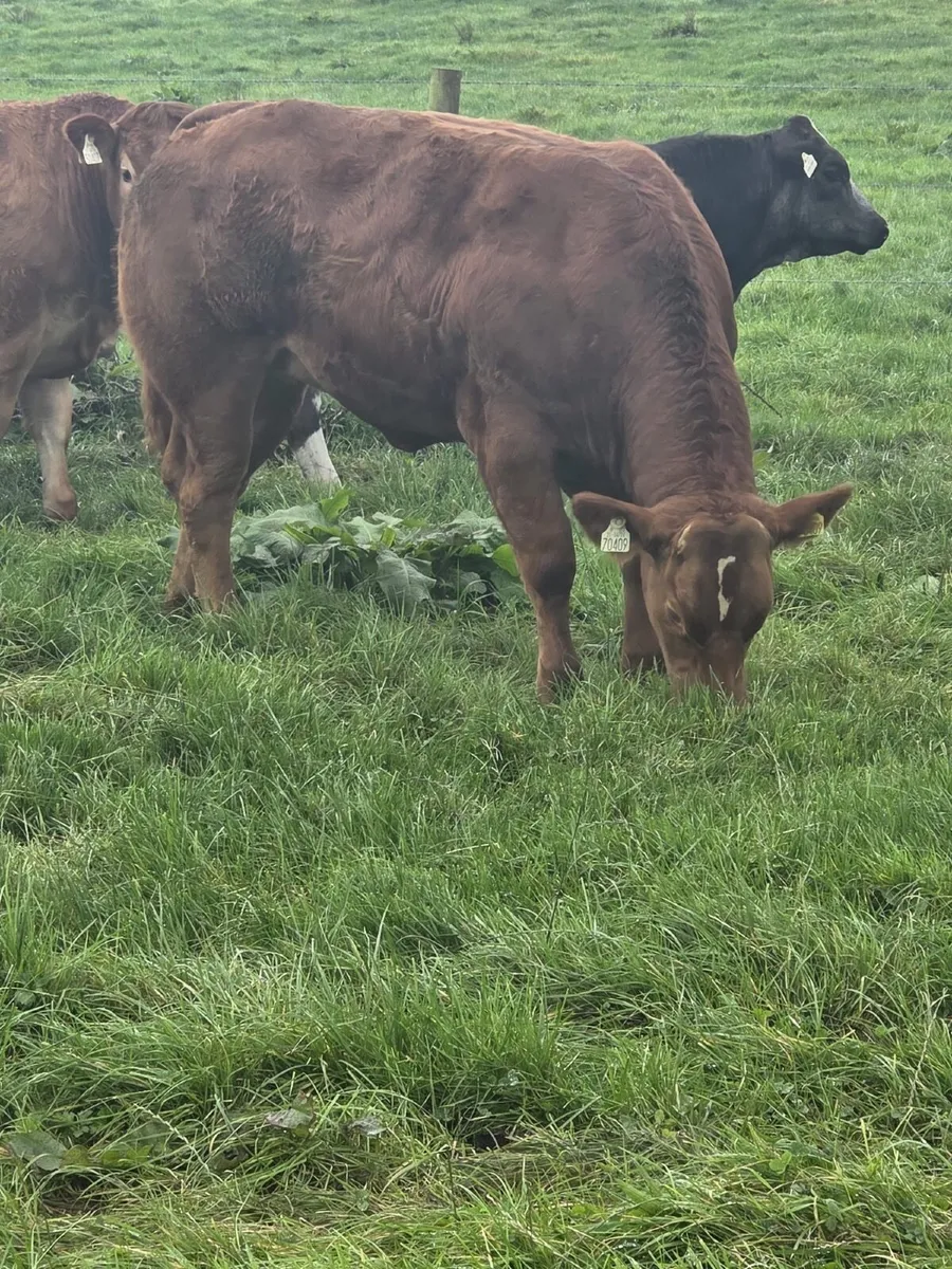 Heifers - Image 1