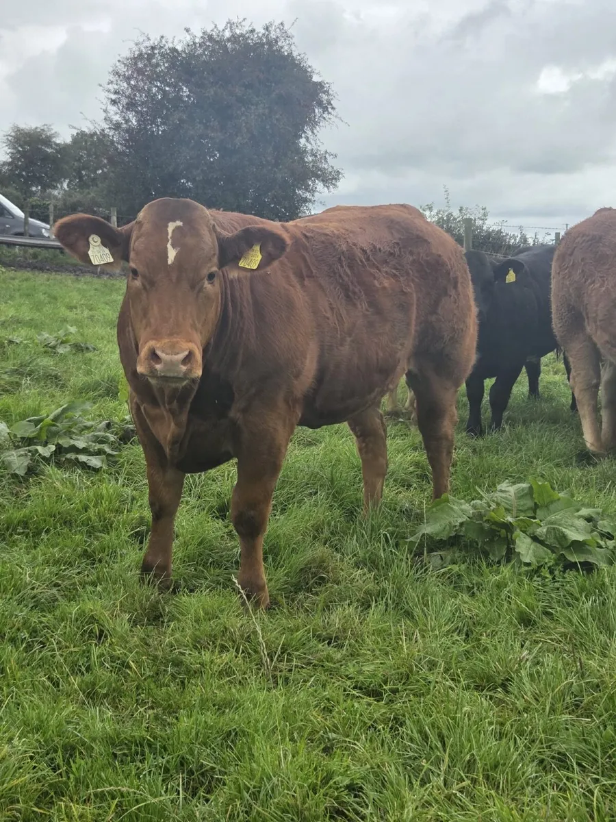 Heifers - Image 3