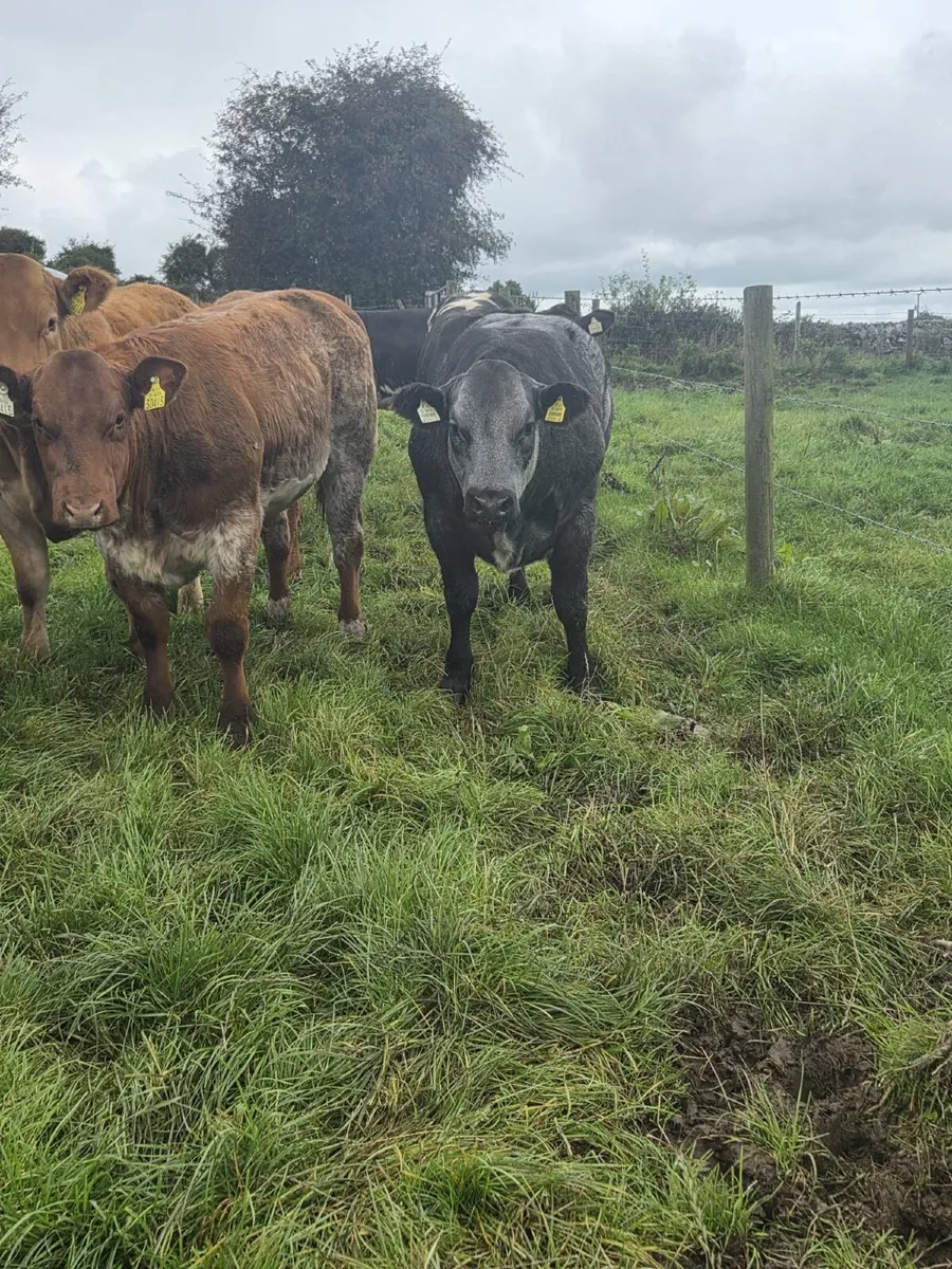 Heifers - Image 4