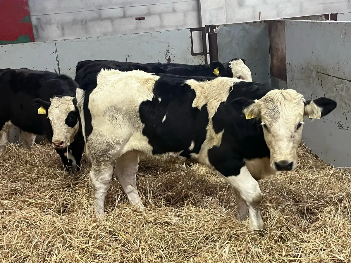 ⭐️ Super Black Simmental Heifer Weanlings ⭐️ - Image 1