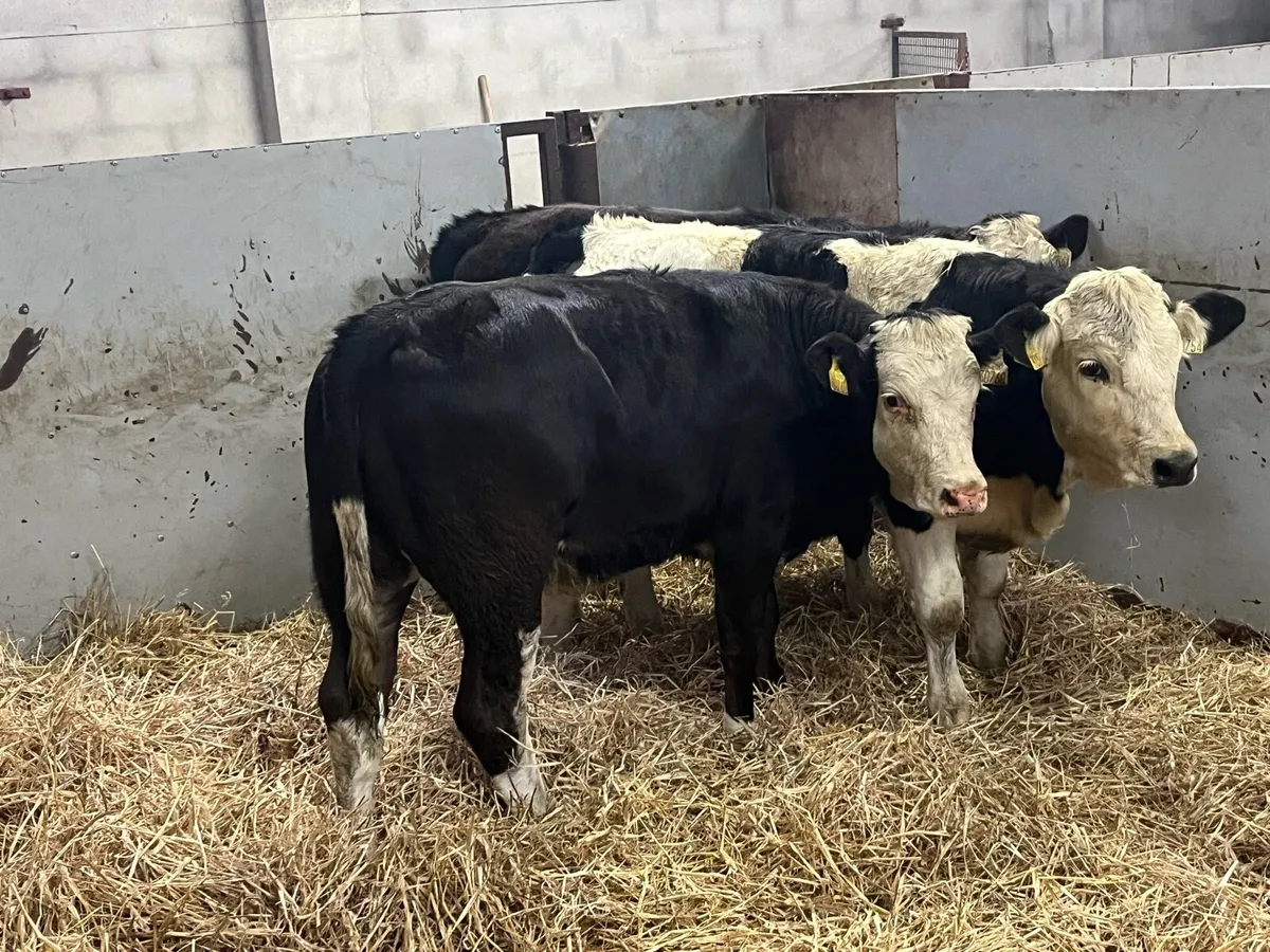 ⭐️ Super Black Simmental Heifer Weanlings ⭐️ - Image 2