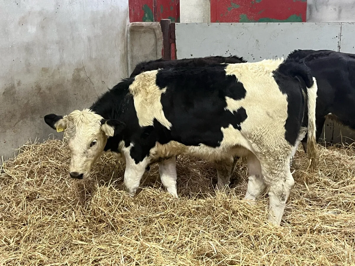 ⭐️ Super Black Simmental Heifer Weanlings ⭐️ - Image 3