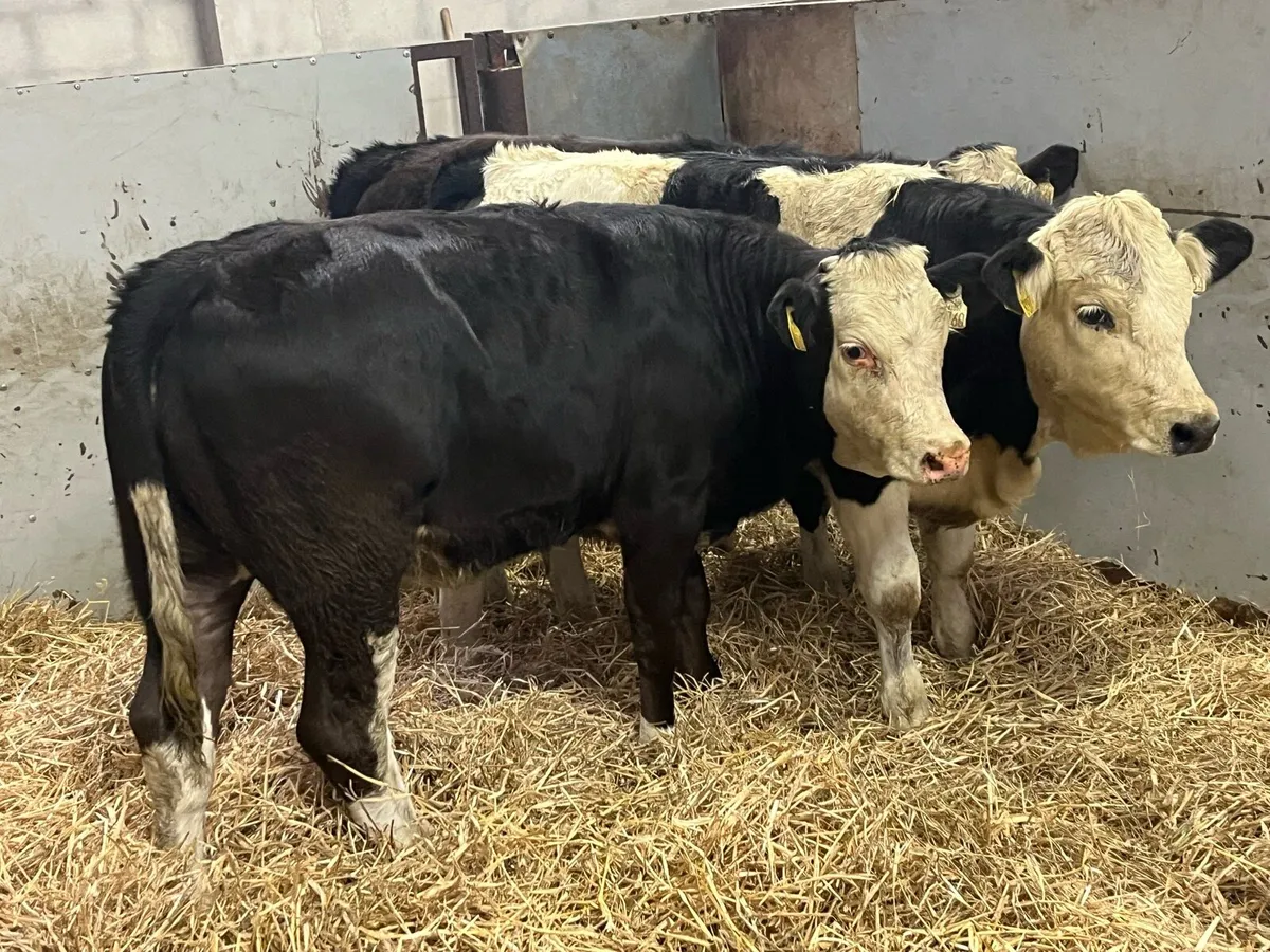 ⭐️ Super Black Simmental Heifer Weanlings ⭐️ - Image 4