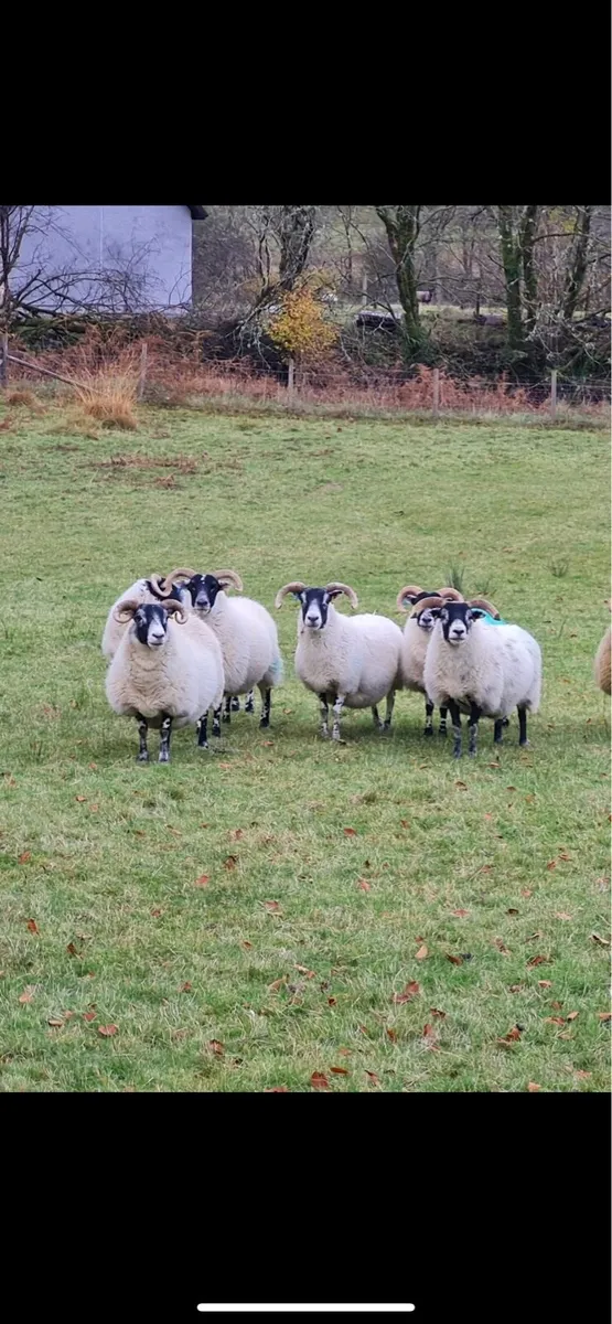 Lanark ewes wanted