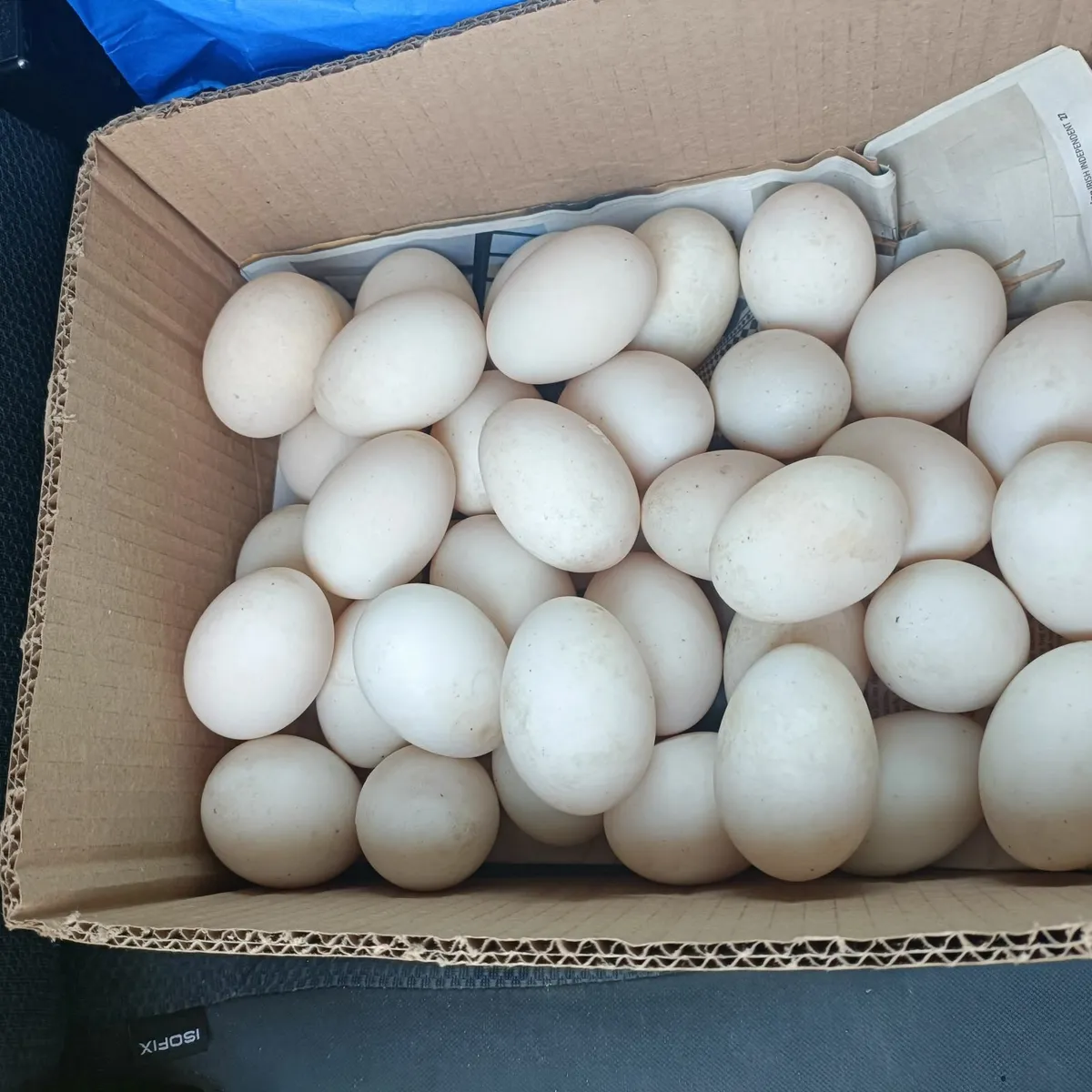 Duck eggs