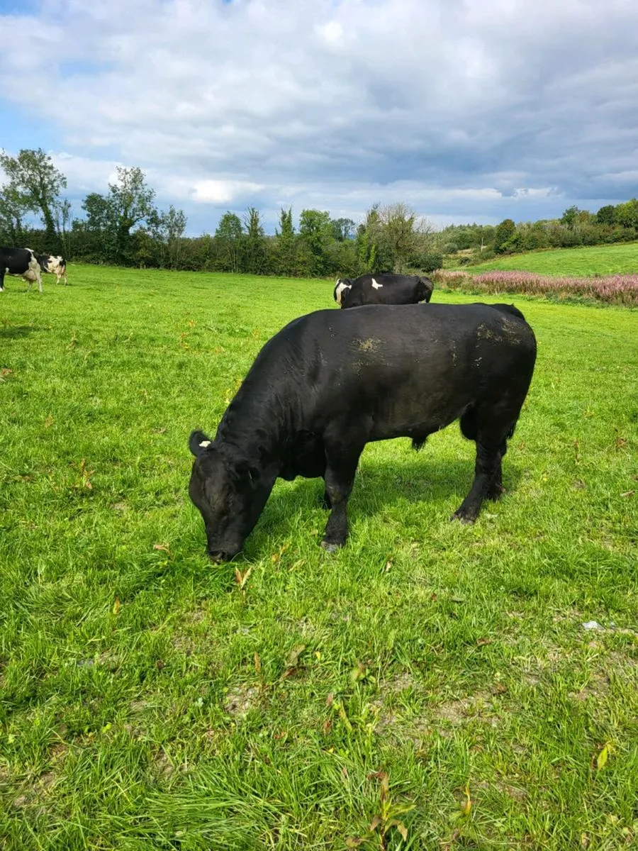 AA bull - Image 1