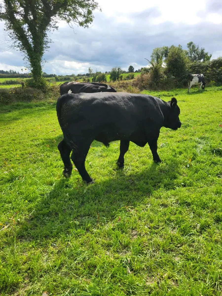AA bull - Image 3