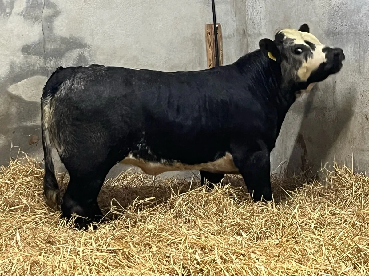 ⭐️ Serious Blue Grey LIM Heifer Weanling ⭐️ - Image 1
