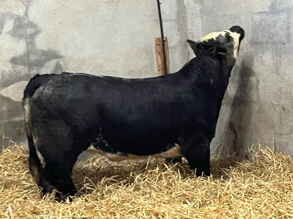 ⭐️ Serious Blue Grey LIM Heifer Weanling ⭐️ - Image 2