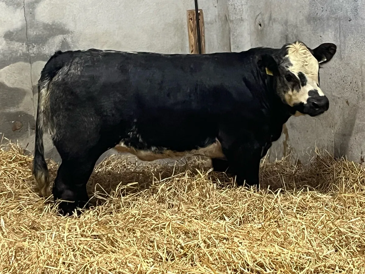 ⭐️ Serious Blue Grey LIM Heifer Weanling ⭐️ - Image 3