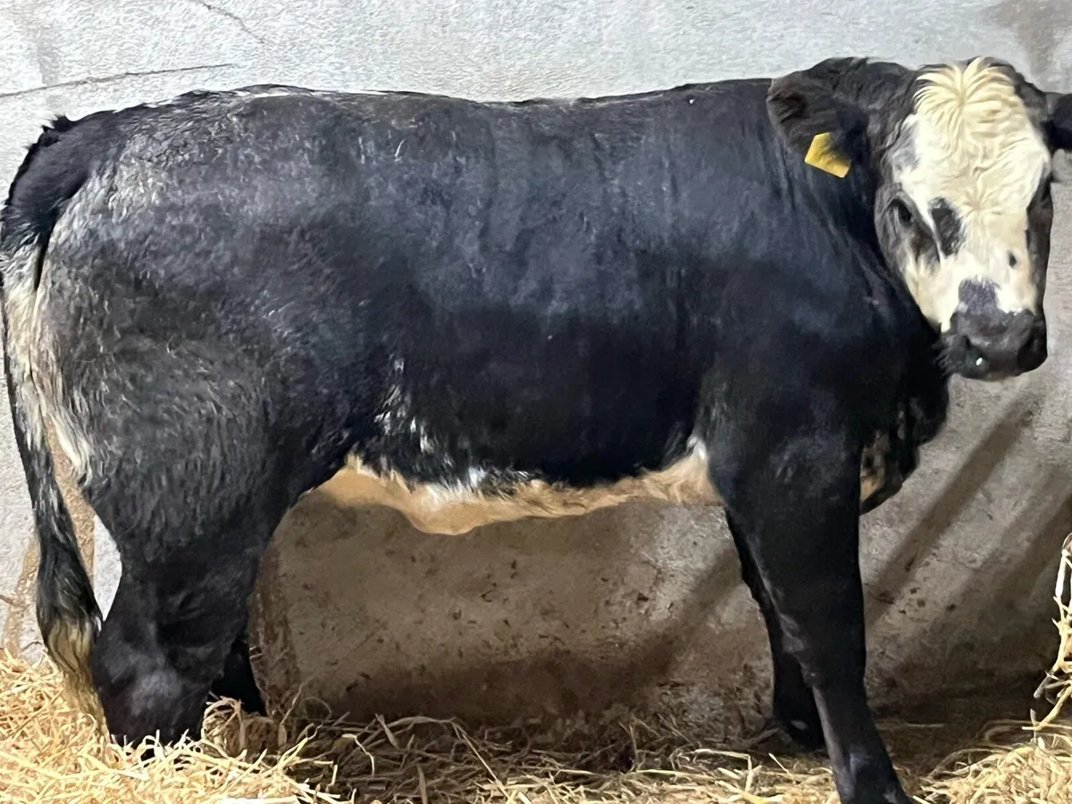 ⭐️ Serious Blue Grey LIM Heifer Weanling ⭐️ - Image 4