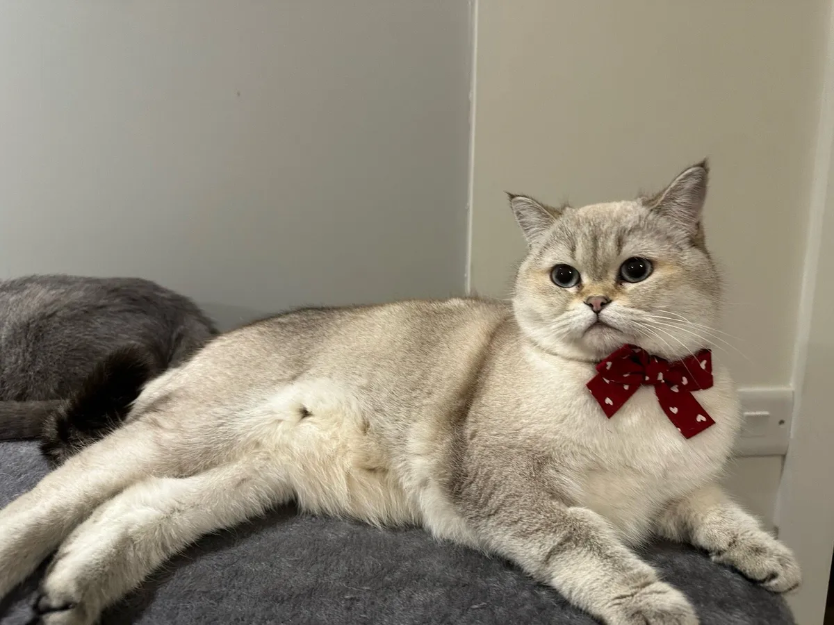 Scottish Straight Cat - Image 1