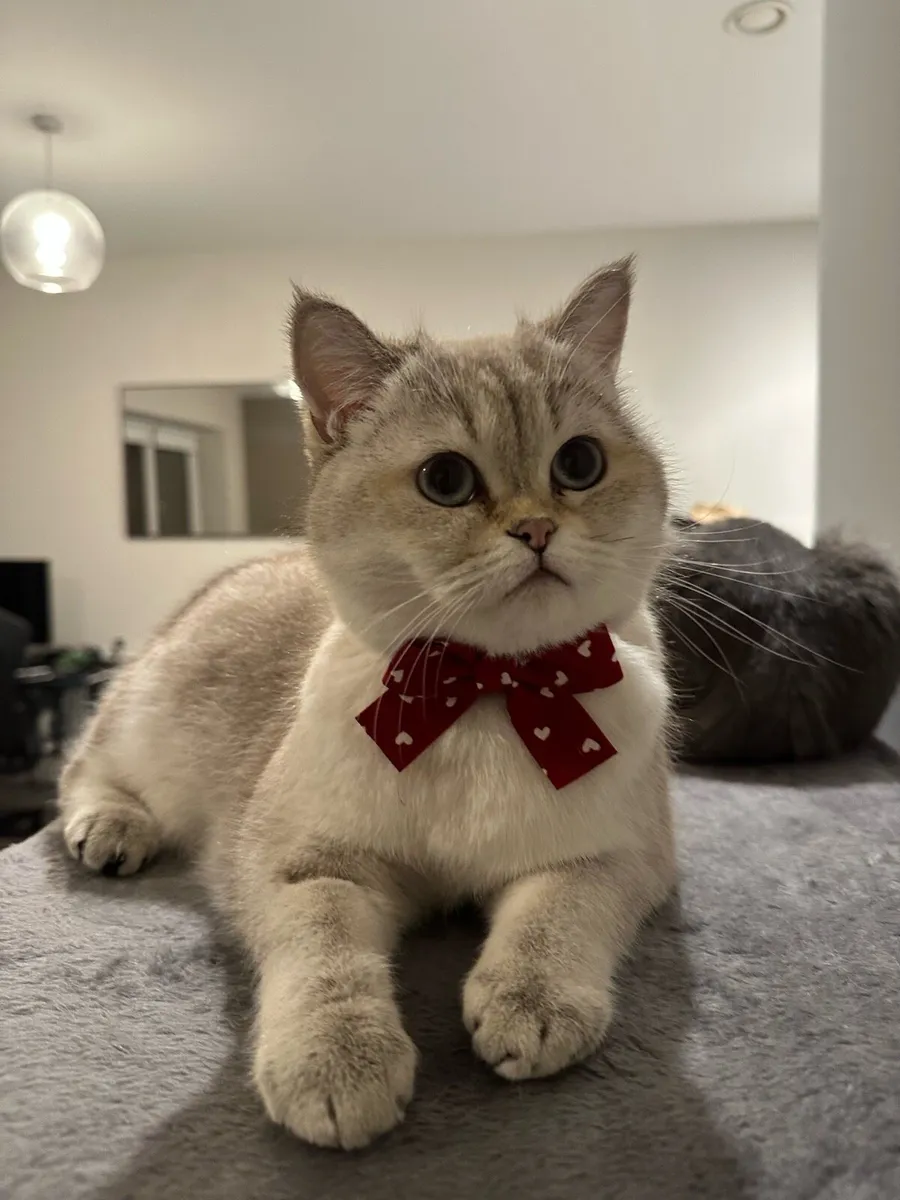 Scottish Straight Cat - Image 2