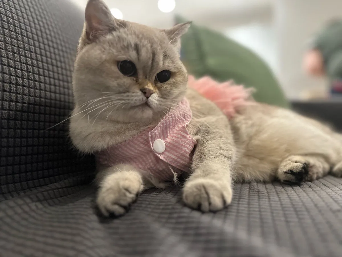 Scottish Straight Cat - Image 4