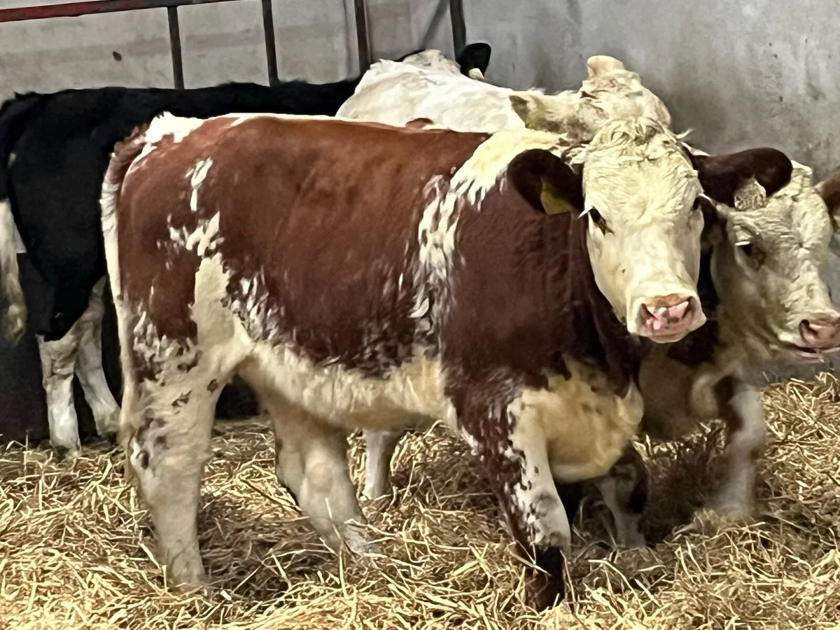 ⭐️ Super Red Roan Whitehead Heifer Weanling ⭐️ - Image 1