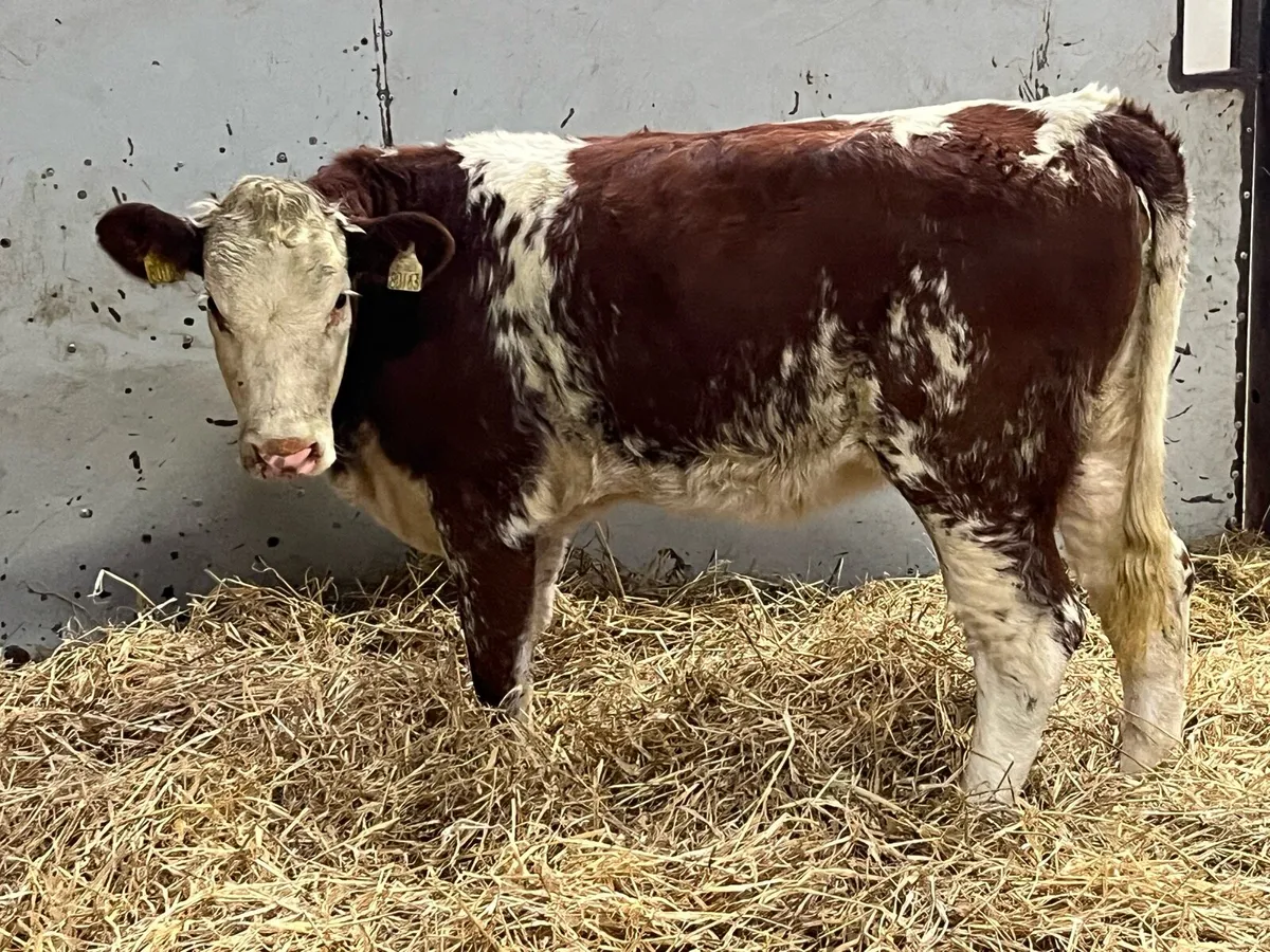 ⭐️ Super Red Roan Whitehead Heifer Weanling ⭐️ - Image 2