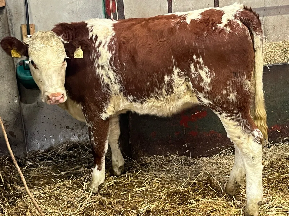 ⭐️ Super Red Roan Whitehead Heifer Weanling ⭐️ - Image 3