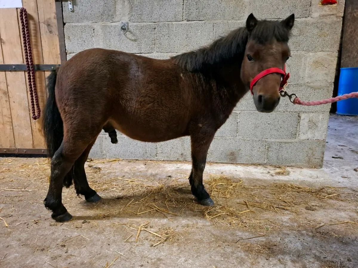 Minature Pony