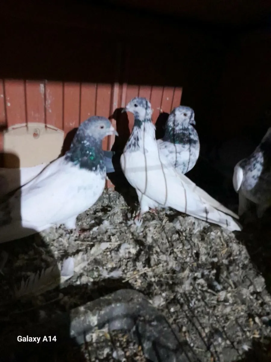 URGENT... PIGEONS FOR SALE - Image 1