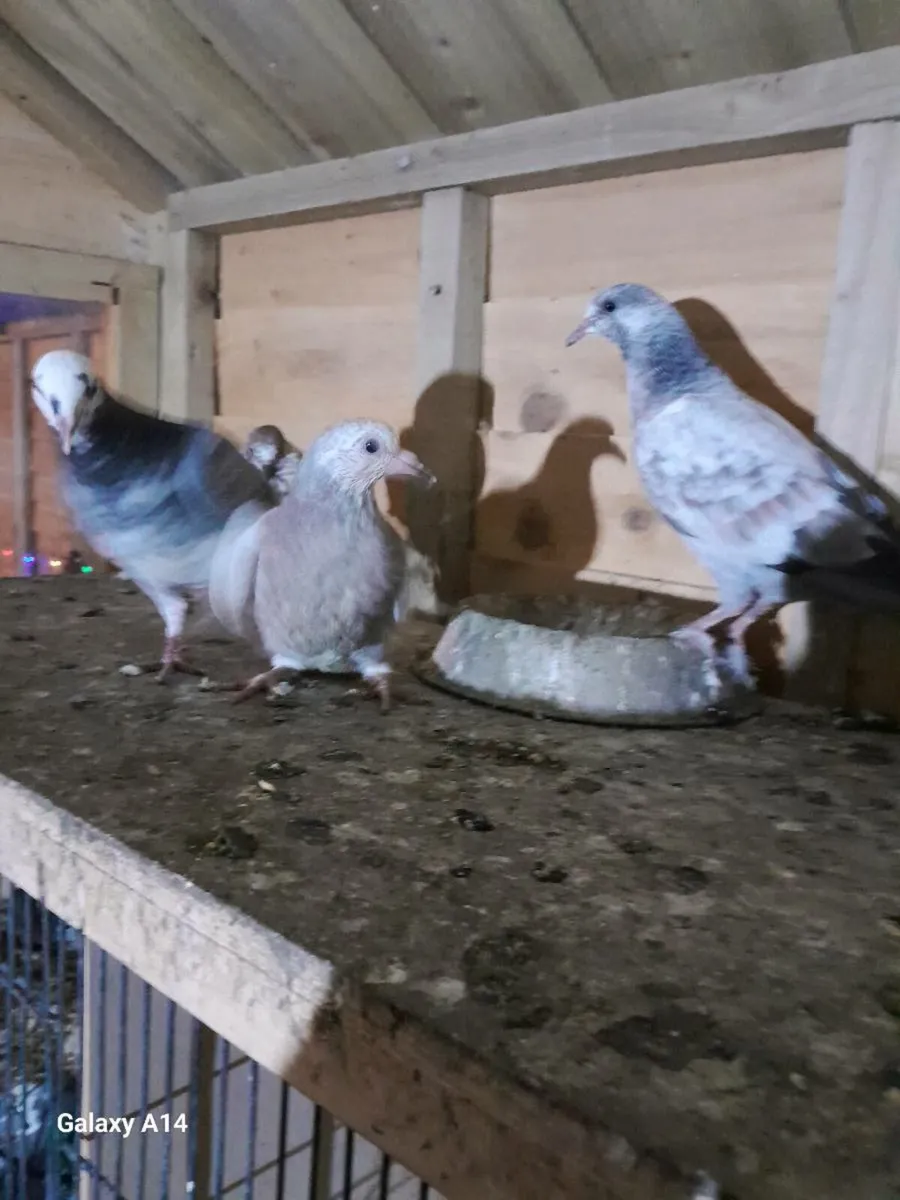 URGENT... PIGEONS FOR SALE - Image 2