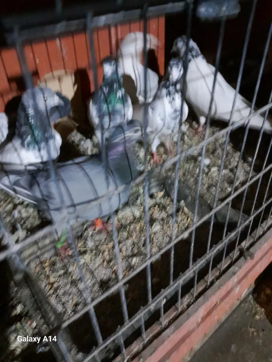 URGENT... PIGEONS FOR SALE - Image 3