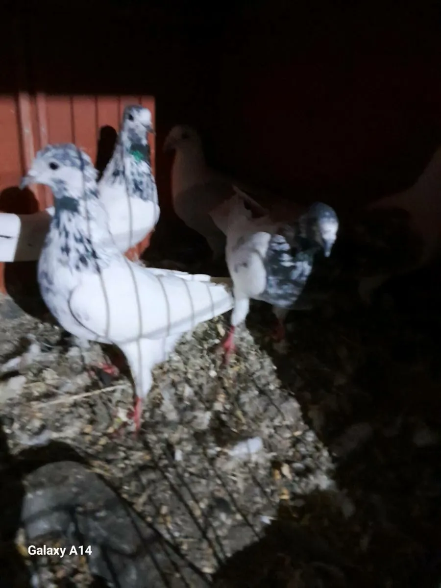 URGENT... PIGEONS FOR SALE - Image 4