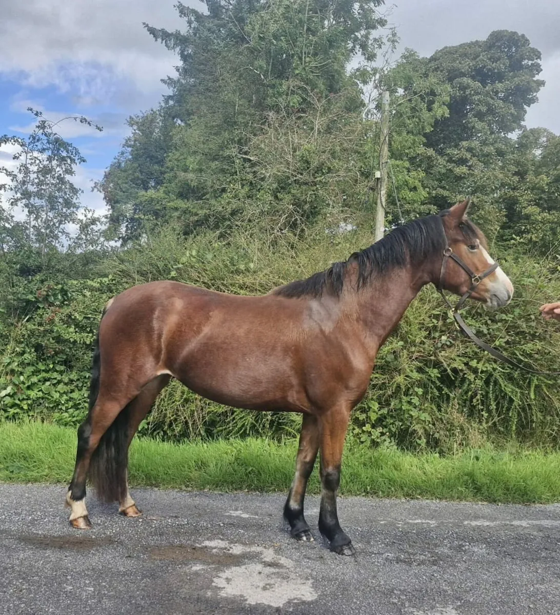 3yo - Image 1