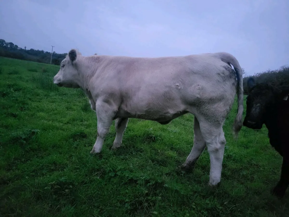 PB Charolais Heifer - Image 1