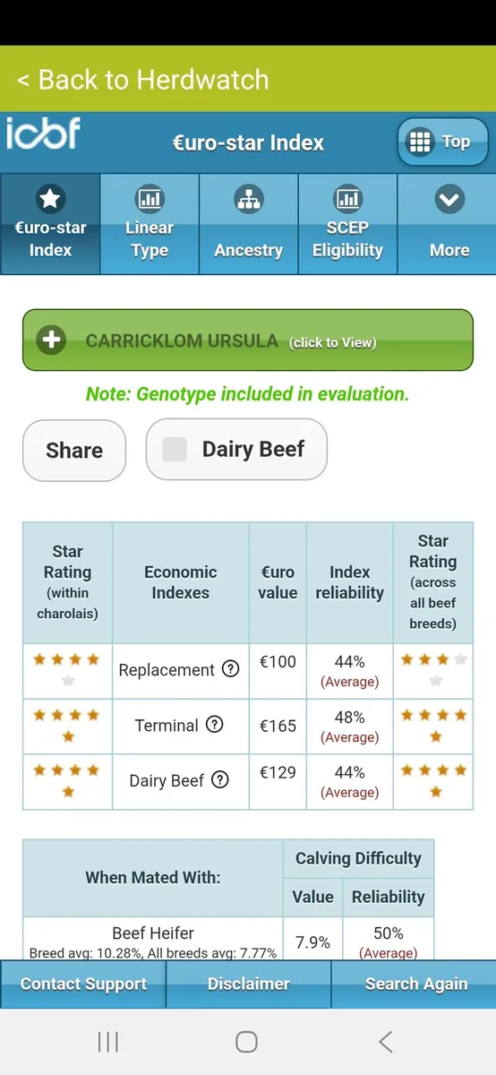 PB Charolais Heifer - Image 3