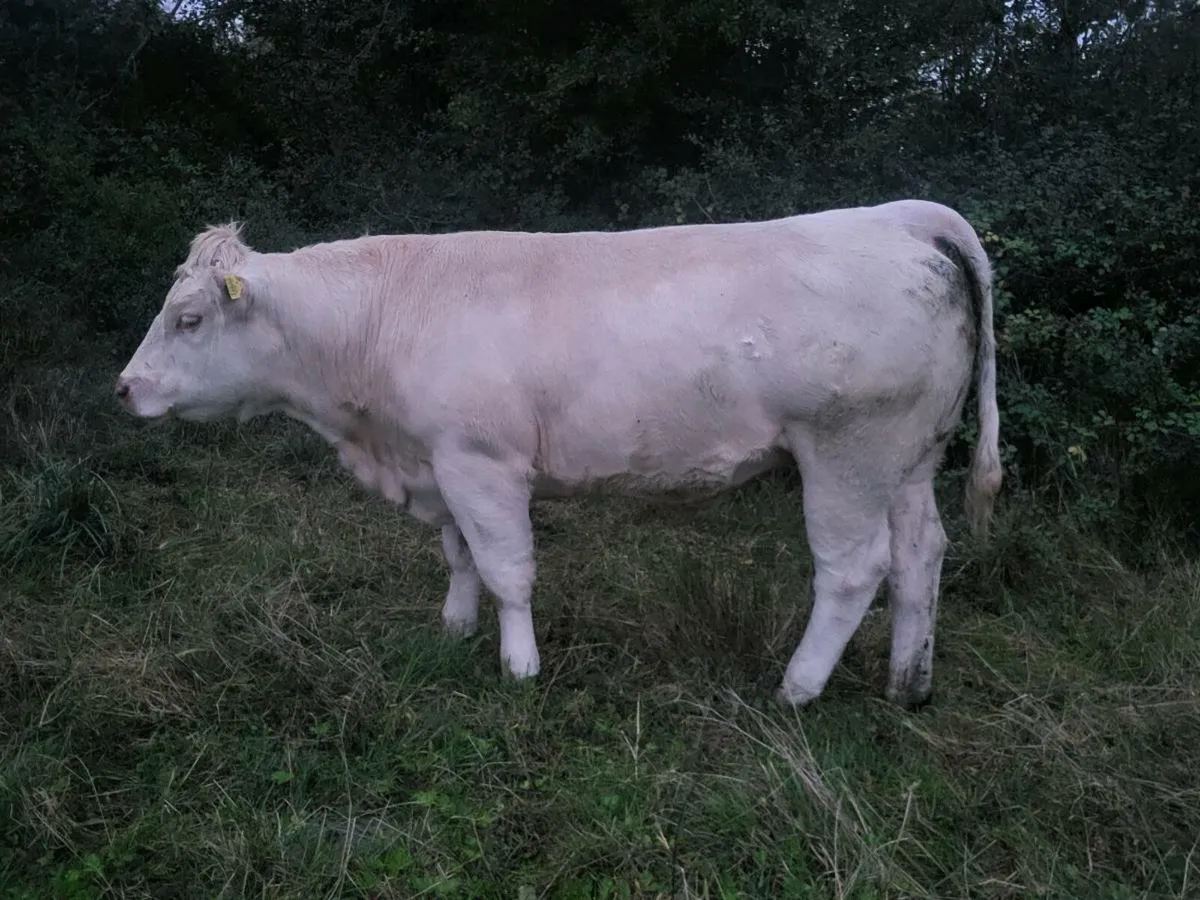 PB Charolais Heifer - Image 1