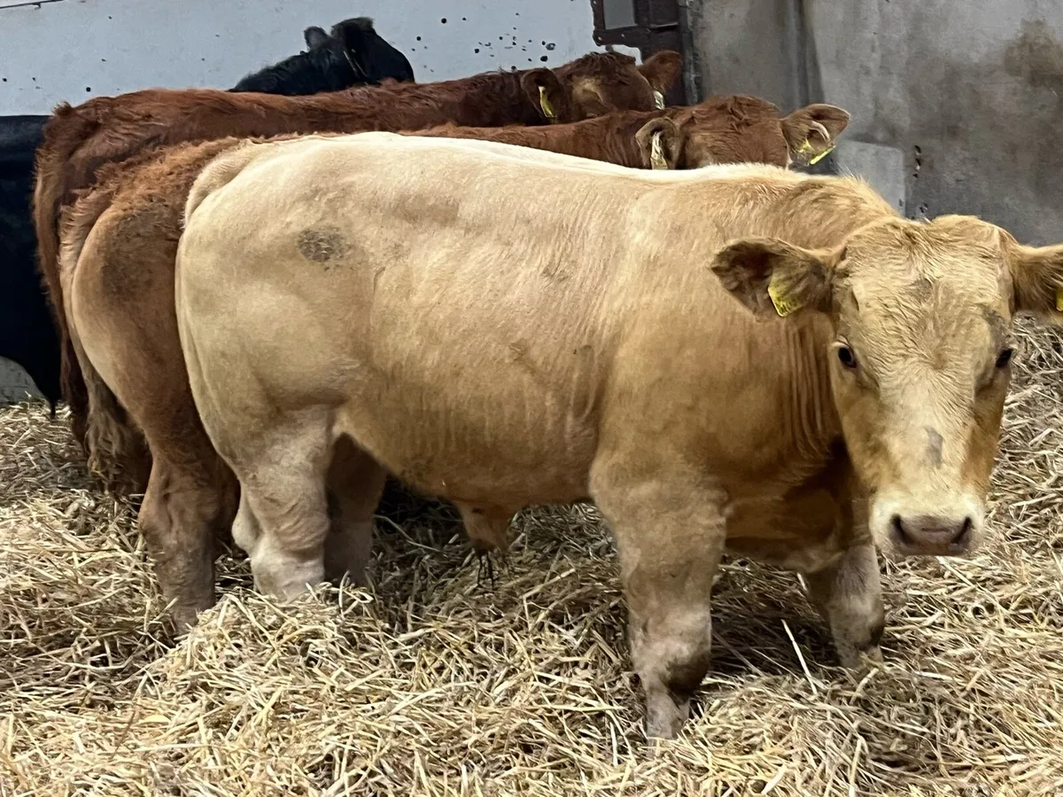 Super 280Kg CH & LIM Bull Weanlings - Image 1