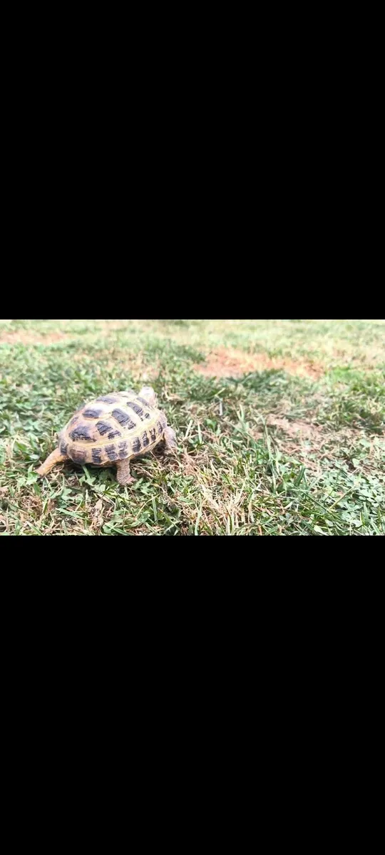 Hermann's tortoise 🐢and brand new tortoise table - Image 1