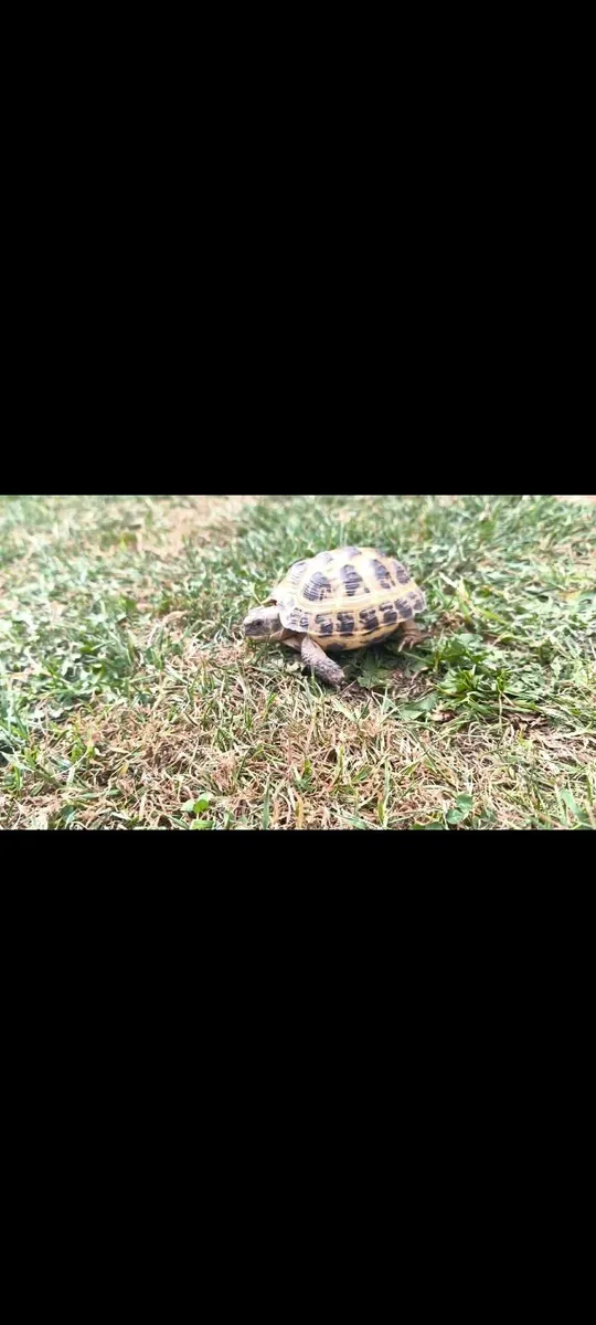 Hermann's tortoise 🐢and brand new tortoise table - Image 2